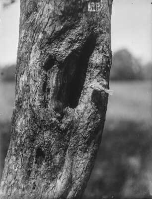Blaumeise : Blaumeise (Cyanistes caeruleus, Syn. Parus caeruleus) vor der Nisthöhle in einem Baum.