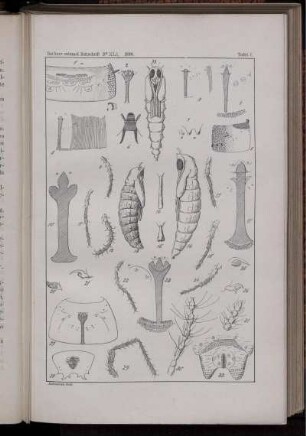 Tafel I. [bis] Tafel III.