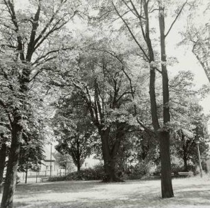 Platzanlage mit Baumbestand (u. a. Eiche; Naturdenkmal)