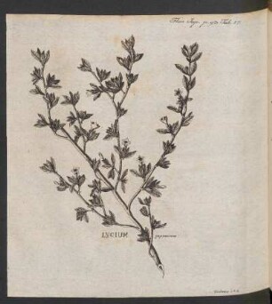 Lycium japonicum