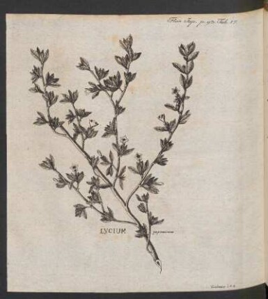 Lycium japonicum