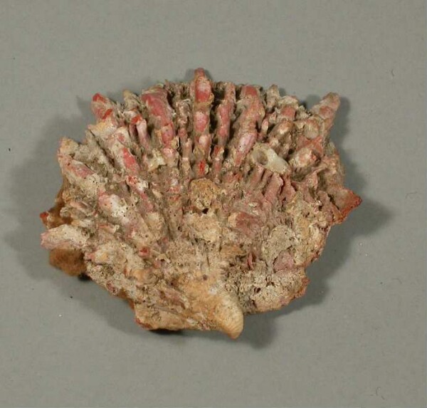 Spondylus-Schale