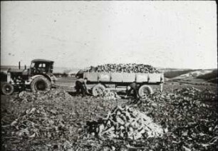 Rübenabtransport, verladen aus Haufen