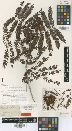 Pithecellobium adiantifolium (Kunth) Benth. var. multipinnum Benth. in Mart.