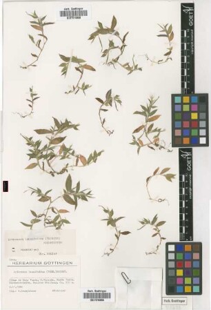 Arthraxon lancifolius (Trin.) Hochst.