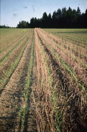 Fotografie: Säverfahren, Einzelkornsaat, Mais, Mulchsaat, Feldaufgang