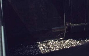 Verschmutztes Gewässer (tote Fische), ohne Ort