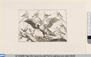 Adler mit Nest und Jungen und andere Vögel