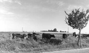 Reichenbach/O.L.-Mengelsdorf. Blick von der Königshainer Straße zum Windmühlengehöft