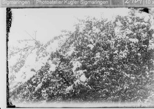 Kirschbaum