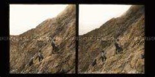 Touristengruppe beim Aufstieg zum Ostgrad, Zugspitze