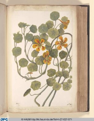 Ranunculus asphodeli radieo, flore ex viridi aureo, Staminibus atropurpureis. | Ranunculus asphodeli radieo, flore ex fuseo-cinereo et roseo eleganter vario.