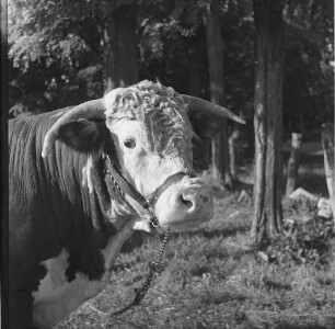Long Island, Bulle auf der Lester Davis Farm