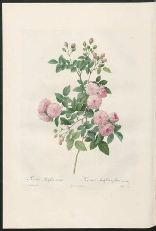 Rosa Multiflora carnea. Rosier Multiflore à fleurs carnées. Talbeaux sculp.