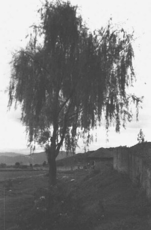 Baum und Hütte (Lateinamerika-Aufenthalte 1934/1942 - 2. Kolumbien 1934-1937)