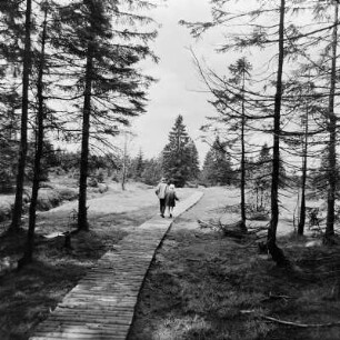 Hochmoor Johanngeorgenstadt