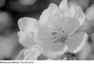 Nahaufnahme einer Blüte
