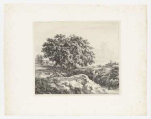 Eichen an der Schlucht