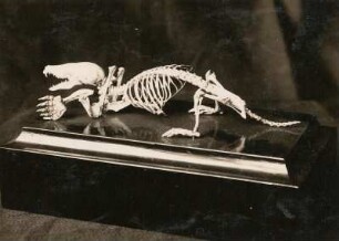 Europäische Maulwurf (Talpa europaea). Skelett. Aus dem Museum für Tierkunde, Dresden.