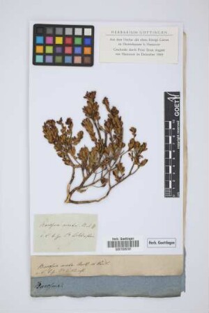 Barosma ovata var. punctata