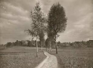 Lindau-Unterreitnau. Feldweg mit Birken