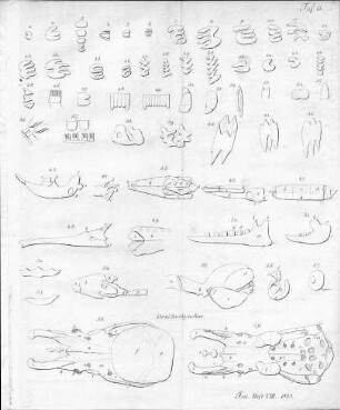 Tafel 11 zu Isis Heft VIII. 1823