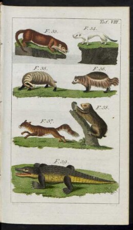 Taf. VIII. F. 33. - F. 39.