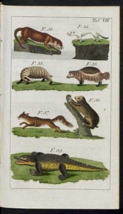 Taf. VIII. F. 33. - F. 39.