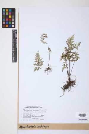 Aleuritopteris leptolepis (Fraser-Jenk.) Fraser-Jenk.