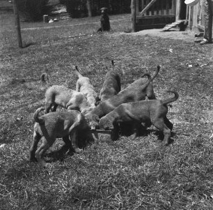 Gardiner Island, junge Hunde beim Fressen