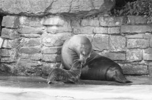 Nachwuchs bei den Seelöwen im Karlsruher Zoo