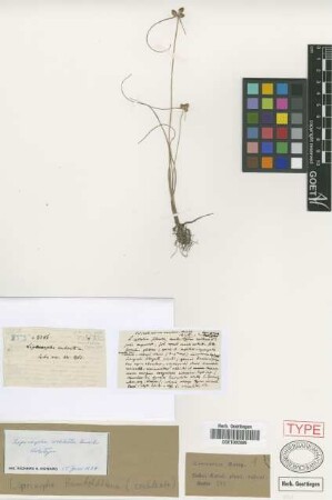 Lipocarpha humboldtiana Not on Sheet