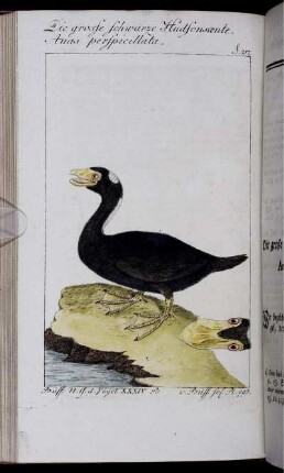 Die grosse schwarze Hudsonsænte. Anas perspicillata.