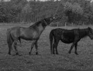 Equus caballus (Equidae) - Sozialverhalten während der Paarungszeit