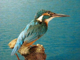 Eisvogel