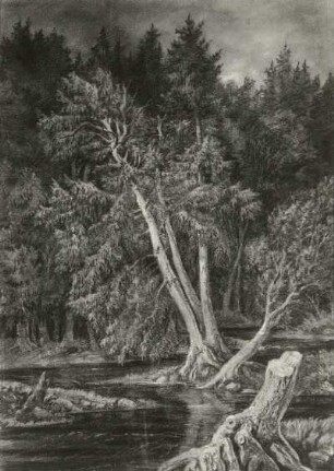 Waldwasser : Carus, Carl Gustav: Waldwasser. Zeichnung; 575 x 415 mm. Dresden: Staatliche Kunstsammlungen Dresden (SKD), Kupferstich-Kabinett C 1963-7
