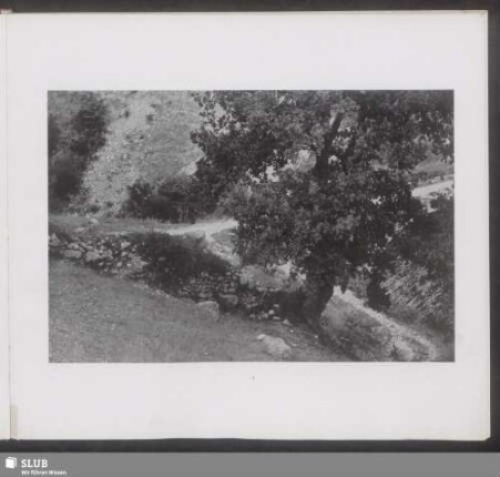 Steineiche bei Castellone al Volturno (Abruzzen)