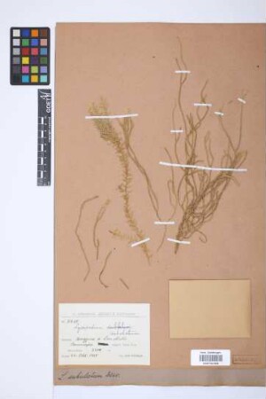 Phlegmariurus subulatus (Desv. ex Poir.) B. &Oslash;llg.