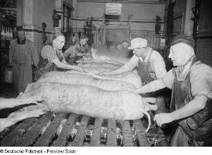 Reinigung der toten Schweine