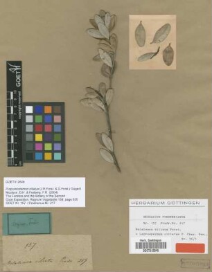 Leptospermum ciliatum J.R.Forst. & G.Forst. [type]