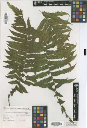 Christella dentata (Forsskal) Brownsey & Jermy