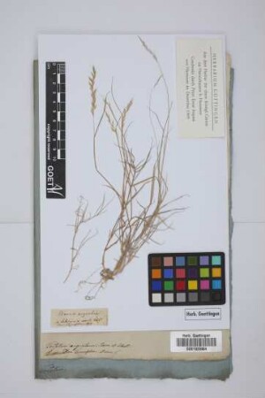 Avena argentea