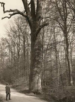Mittelsächsisches Bergland. Große Eiche am Wege Scheergrund bei Großweitzschen (untere Hälfte)
