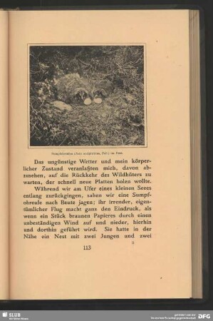 Sumpfrohreulen, Asio accipitrinus, Pall., im Nest