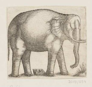 Elefant