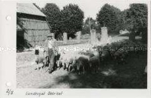 Schäfer mit Herde auf dem Landesgut Oberhof in Mecklenburg-Vorpommern
