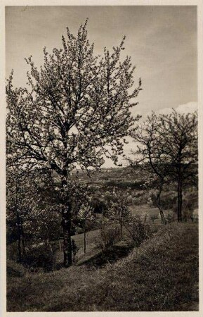 Postkartenalbum mit Motiven von Durlach. "Durlach. Baumblüte auf dem Turmberg"