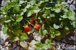 Erdbeeren, "Feuerstein".