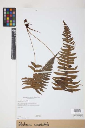 Blechnum occidentale L.