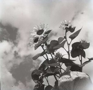 Sonnenblumen - Sunflowers : Sonnenblumen